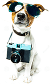 cane con telecamera